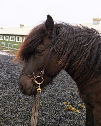 Icelandic_Horse_ishetar