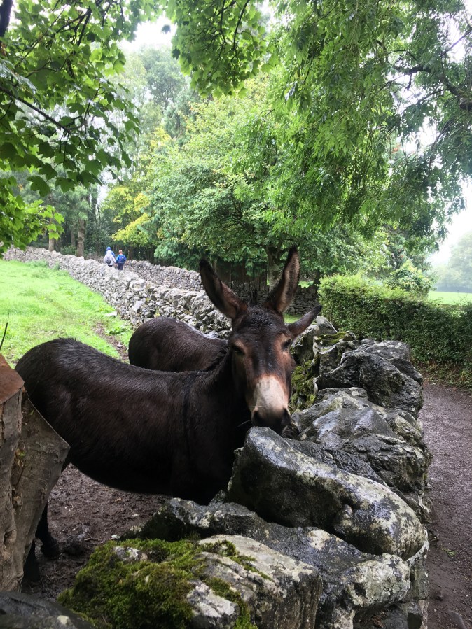 donkeys at burn ratty village