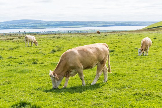 Ireland_CliffsofMoher-3